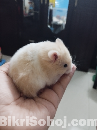 Syrian Hamster